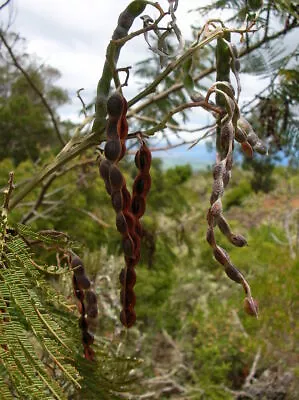 3 Seeds Acacia Mearnsii Acacia Black Acacia Green • £3.77