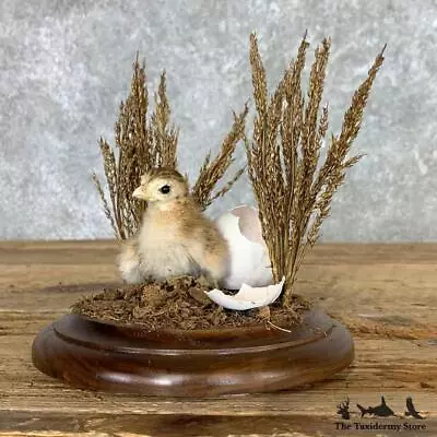 #22476 P | Baby Chicken Taxidermy Bird Mount For Sale • $390