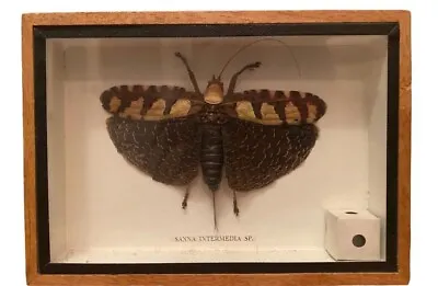 Sanaa Intermedia Bush Cricket Entomology Framed | Collector Bug Taxidermy • $45