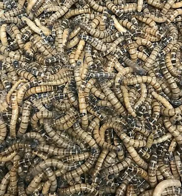 100 Large Superworms - Organically Raised  -Live Reptile Feeders-FREE SHIPPING • $13.50