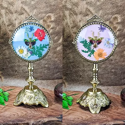 F33c Mantis Victorian Entomology Taxidermy F/F Curiosities 2 Sided Curved Glass • $134.99