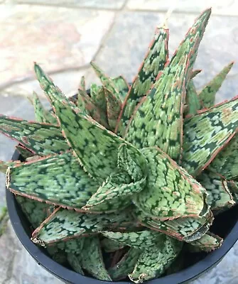 Succulent Variegated Aloe Hybrid Pink Blush- Dark Green Light Green With Pink • $20.89