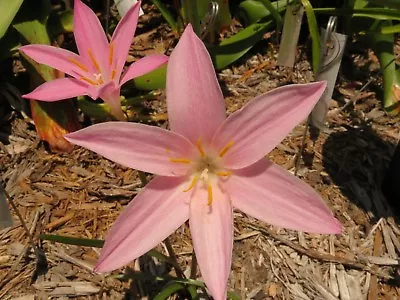 Rain Lily Zephyranthes Num-Num (Twinkle X Grandiflora) 1 Bulb NEW Habranthus • $18