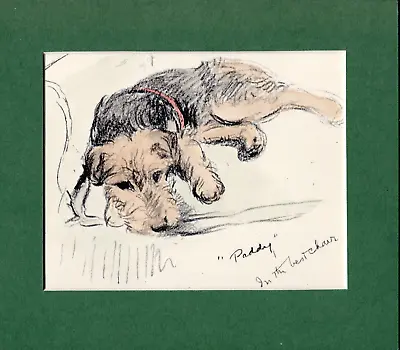 Lucy Dawson ~ Welsh Terrier ~ Hand Coloured Print Genuine Vintage 1939 • $16.41