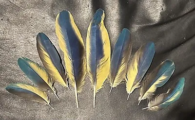 9 Rare Blue & Gold Macaw Feathers  • $50