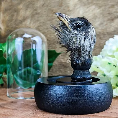 W11c Creepy Quail Head Mount Preserved Taxidermy Oddities Curiosities Dome Dsply • $28.99