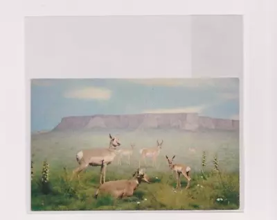 American Antelope Vintage Postcard • $5