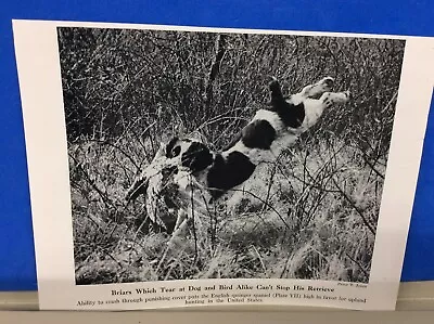 .Vintage 1947 English Springer Spaniel Dog Pheasant Art Picture By Percy T Jones • $1.25