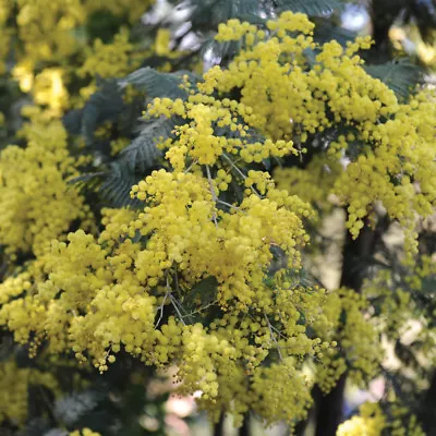 Acacia Evergreen Drought Tolerant Shrub Plant 1 In 9cm Pot Yellow Mimosa T&M • £26.99