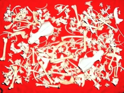 Real Mink Skulls Bones Skeleton Lot Collection Dis-articulated Small Animal  • $32