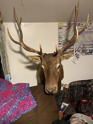 Huge 5ft Tall Montana Bull Elk Shoulder Mount 40  Wide Antlers Hide Large Animal • $3500