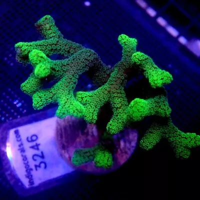 ORA Green Birdsnest Mini Colony WYSIWYG IC 3246 - Indigo Corals • $28