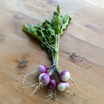 Turnip Plug Plants  Grow Your Own Vegetables Ready To Plant Now Vegetable Plants • £9.99