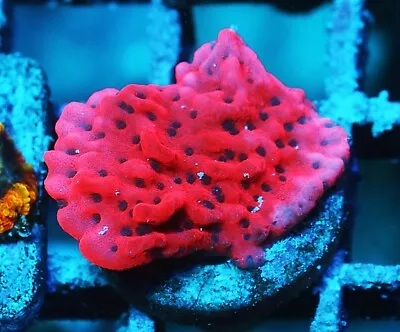 CB Flaming Phoenix Montipora Zoanthids Paly Zoa SPS LPS Corals WYSIWYG • $4.99