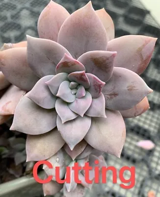 Succulent CUTTING - Graptopetalum Superbum • $5