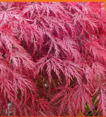 Japanese Acer Garnet Dissectum Tree Approx 24  Inc Pot 4-5 Yr Old • £26.99