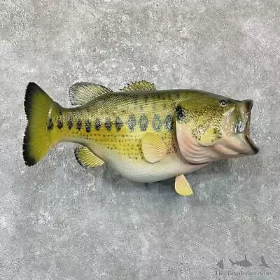 #27810 E | 29  Largemouth Bass Freshwater Taxidermy Fish Mount For Sale • $1495