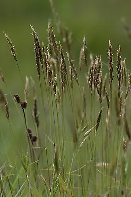 Sweet Vernal Grass - Anthoxanthum Odoratum - 800 Seeds - Scented Meadow Grass • £1.39