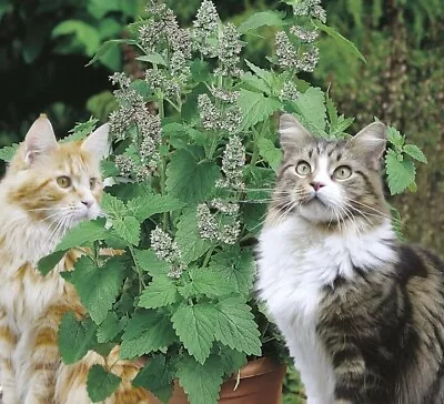 3 X Cat Mint (catnip)  Plug Plants • £2.49