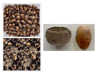 Real Acorns Caps Shells Natural Outdoor Crafts NO BUGS 100-Piece Bulk • $12.88