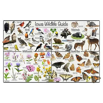 Iowa Wildlife Guide Nature Poster / IDs Birds Mammals Flowers & Butterflies • $39.99