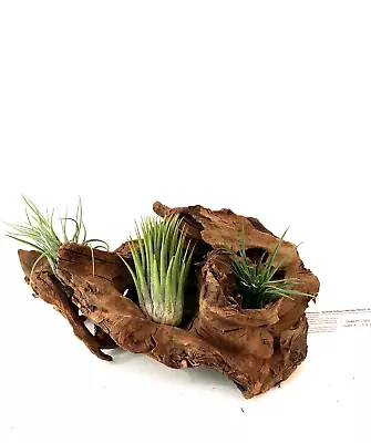 Malaysian Driftwood & Air Plant: A Perfect Fusion Of Nature's Beauty S (10~12 ) • $39.99