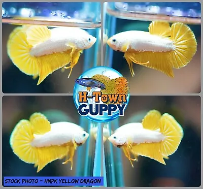 Live Betta Fish High Quality Halfmoon Plakat HMPK Yellow Dragon - USA Seller • $19.95