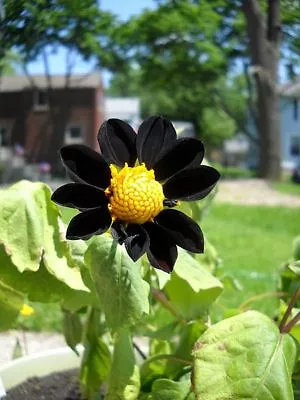 7+ Black Dahlia  Black Beauty   Flower Seeds / Annual / Perennial / Very Rare! • $4.95