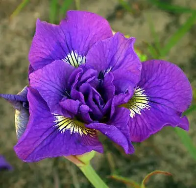 £4.99 • Buy  Siberian Iris - Hardy Perennial - Double Standard 1 X Bareroot