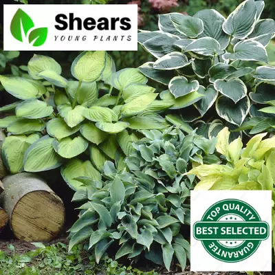 £3.89 • Buy Hosta Jumbo Plug Plants - Perennial - Mixed Varieties All Different.