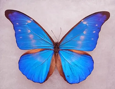 Hybrid Morpho Rhetenor Cacica X Morpho Helena From Peru  Mounted Riker Framed • $99.99