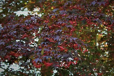 $5.50 • Buy Acer Palmatum Atropurpureum 25 Seeds - Red Leaf Japanese Maple
