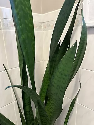 Sanseveria Snake Plant 12 -18  Tall Mother In Law's Tongue  • $9