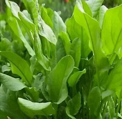 £1.90 • Buy Sorrel Seeds (FREE DELIVERY) Please Read Description 