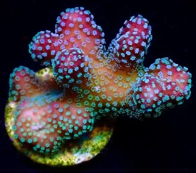 Rainbow Stylophora Frag- Aka Jf Bugout-sps/ Frag/coral/marine • £26.99