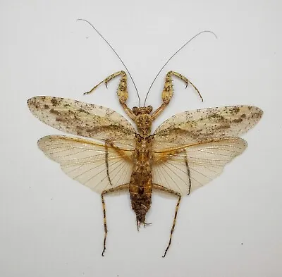 Mantidae -Mantis -Mantidae Sp -Tapah Hills Cameron Highland Malaysia (MS91-4) • $14.98