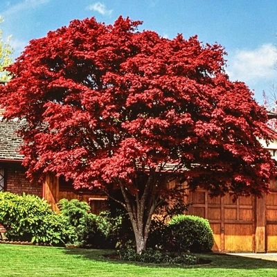 $6.99 • Buy 15  Japanese Maple Tree Seeds Acer Palmatum . USPS Order Tracking