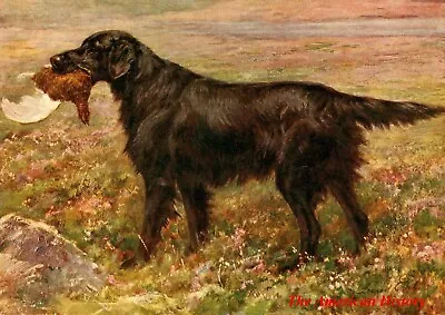 3436 Earl Maud (1864-1943) - 1911 New Book Of The Dog - Flat-coated Retriever • $7.43