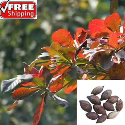 $13.99 • Buy Terminalia Catappa Seeds 15 Indian Almond Tree  Uncle Chan Seeds From Ceylon