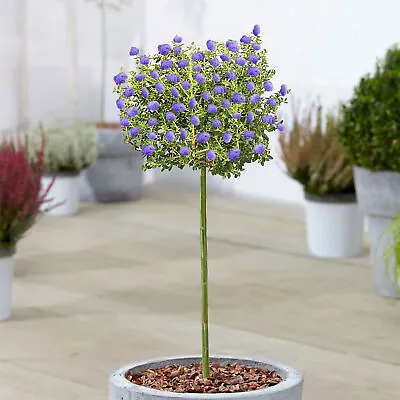 Ceanothus Puget Tree | Potted Californian Lilac Evergreen Ornamental Trees • £32.99