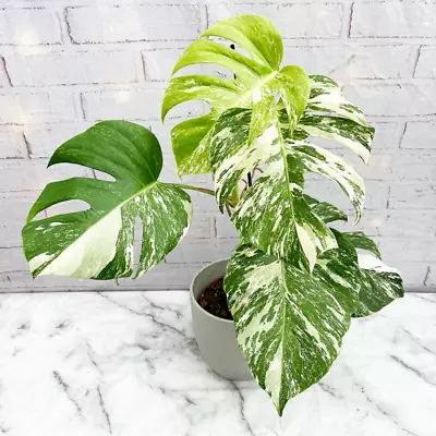 Albo Monstera Rooted Nodes Pinnatum Fresh Cutting Epipremnum Plant From Ceylon • $19.90