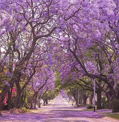 Jacaranda Purple Tree Seeds | Lavender Blue Flower Tropical Plant Tree Seed 2024 • £3.17