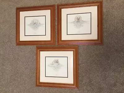 £50 • Buy Framed Polar Bear Pictures  (Warwick Higgs)