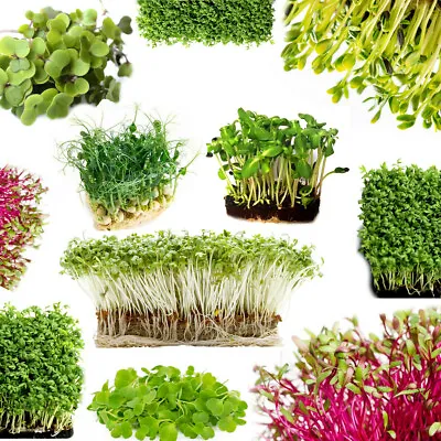 £2.99 • Buy Organic Microgreens Seeds - Sprouting Seeds ~ 14 Varieties Of Seed ~ Green Salad