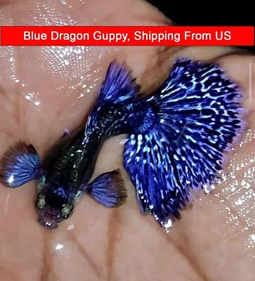 1 Pair (1 Male And 1 Female) Blue Dragon Live Aquarium Guppy Fish High Quality • $26.95