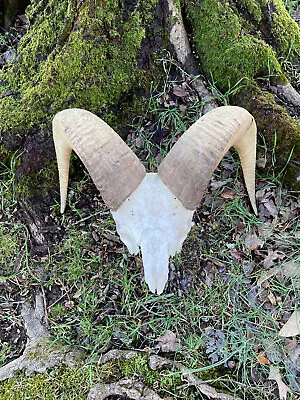 $650 • Buy Awesome Set Of DESERT SHEEP Horns /Skull Log Cabin Hunting Lodge Taxidermy Decor