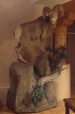 $18999 • Buy Big Horn Sheep Full Body Mount Taxidermy