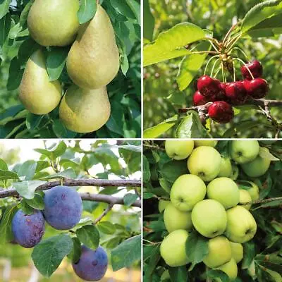 T&M Mini Fruit Tree Patio Potted Garden Plants Apple Pear Plum Cherry 9cm Pots • £11.99