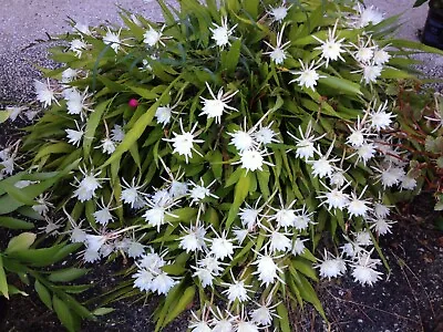 Cereus Night Blooming Cactus - LIVE ROOTED HEALTHY PLANT!  7-8”+ Very Fragrant! • $11.99