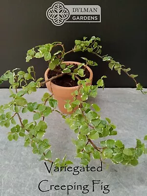 Variegated Creeping Fig - Ficus Pumila 'Variegata' - Live Plant - 4 To 6 Inches • $5.50